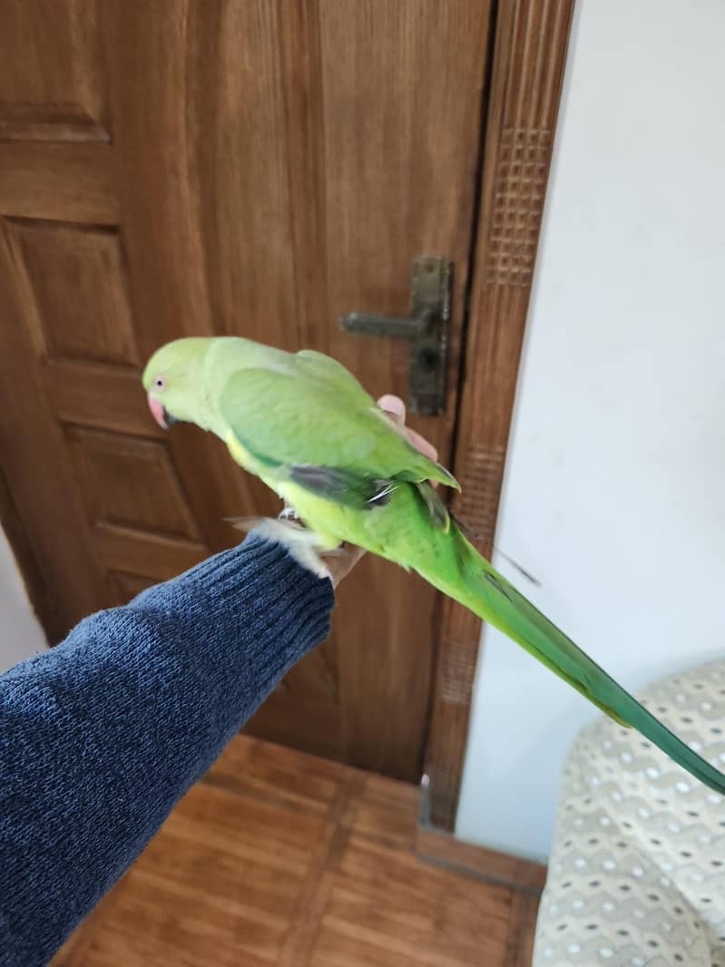 hand tame male and female both available

                                                            alt=