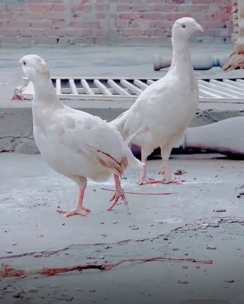 White teetar

                                                            alt=