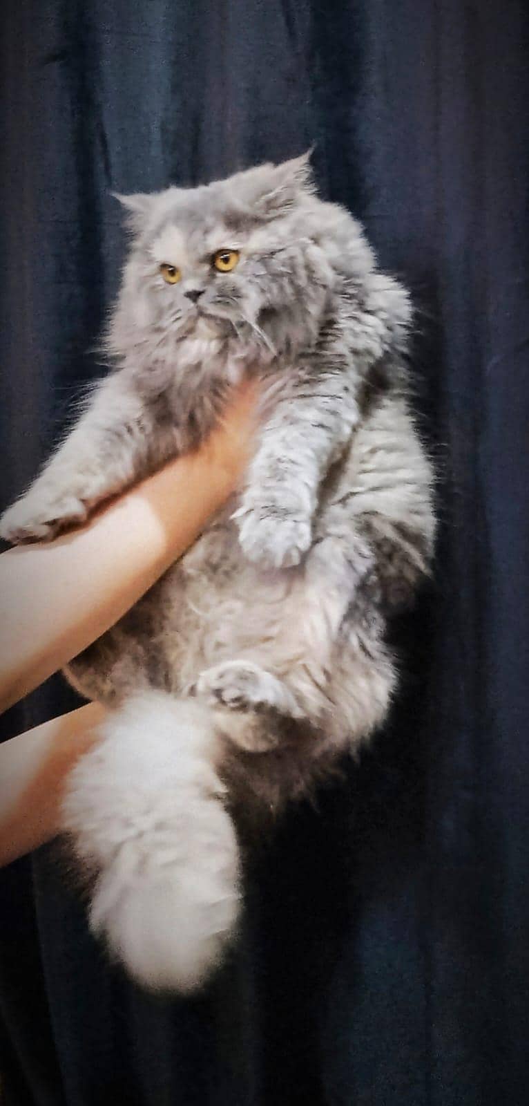 Grey Persian Cat available for sale

                                                            alt=