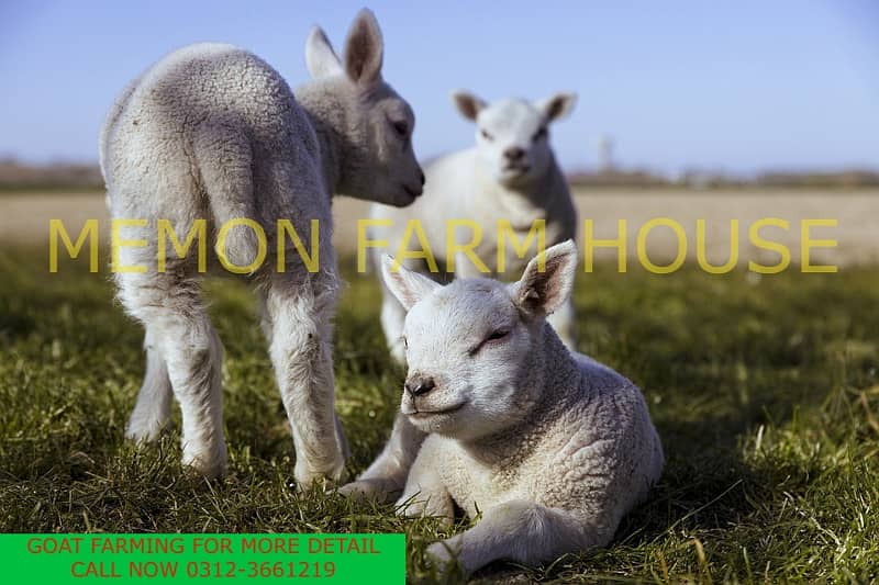 FISH FARM GOAT FARM CATTLE FARM DAIRY FARM

                                                            alt=