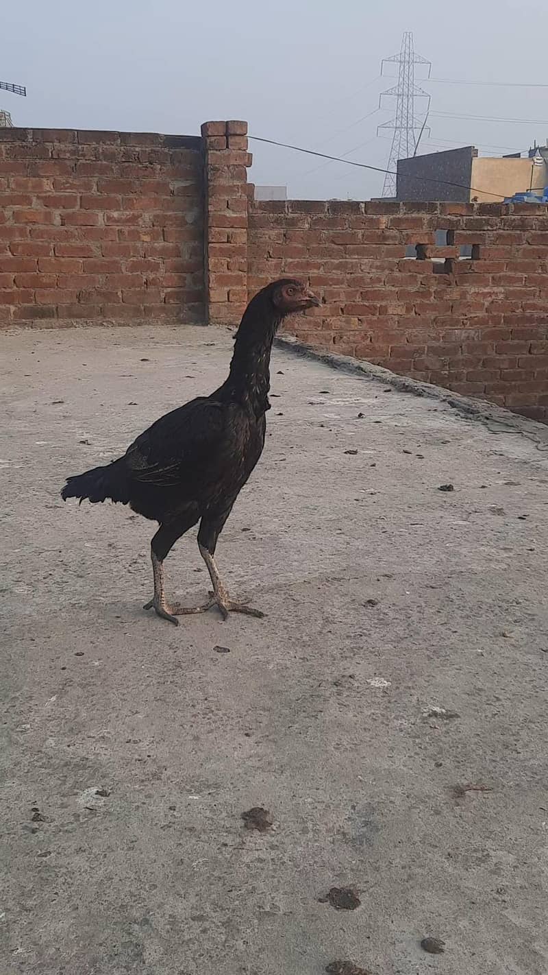 Aseel birds

                                                            alt=