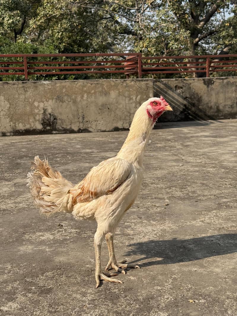 white thai

                                                            alt=