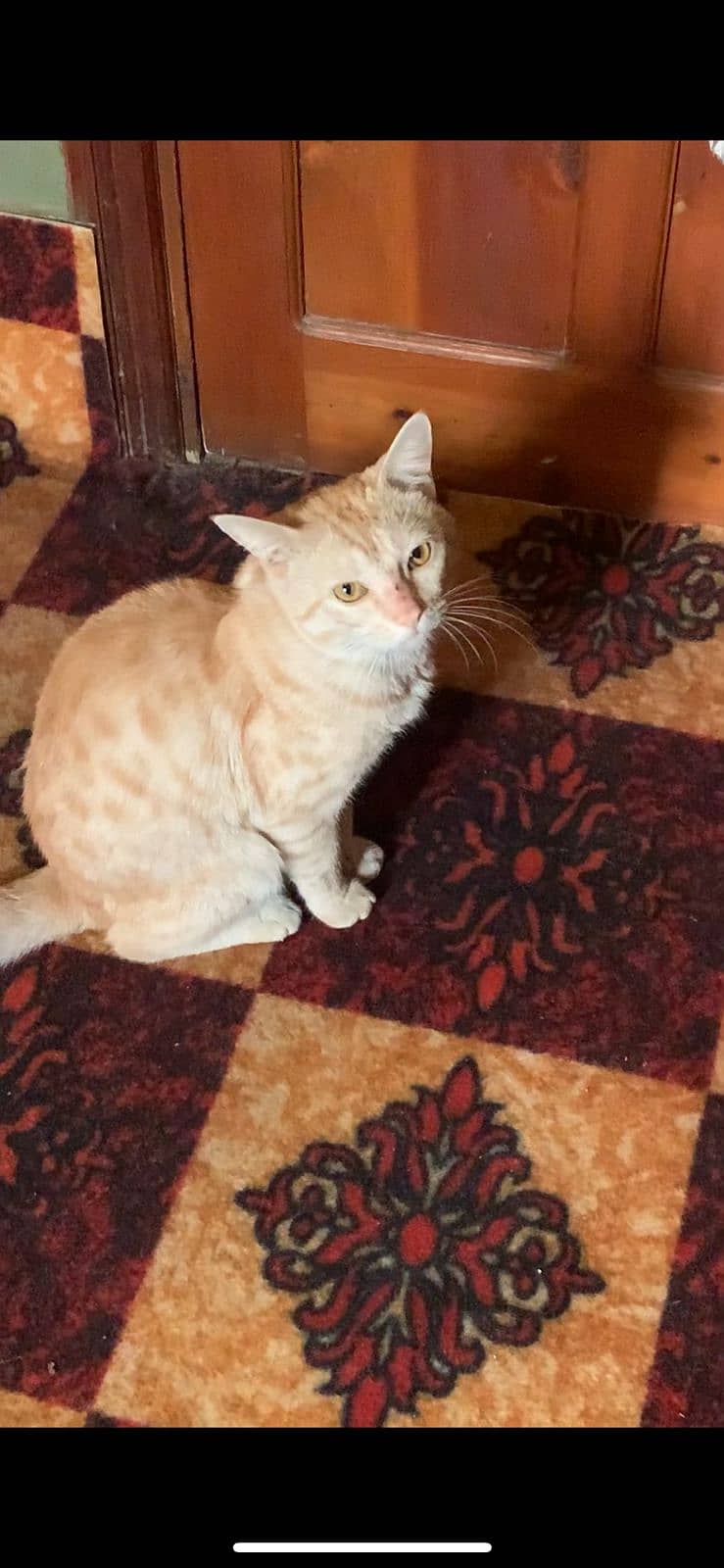 Friendly Male House Cat for Sale

                                                            alt=