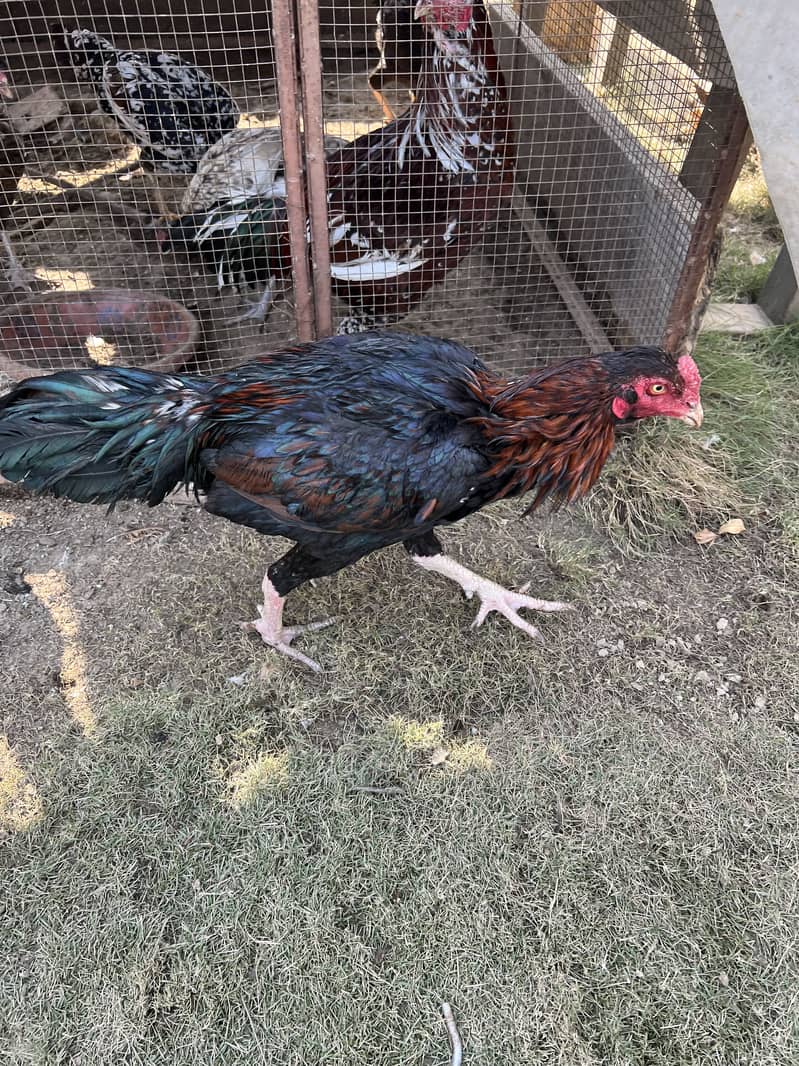 Aseel Murghay Top Quality

                                                            alt=