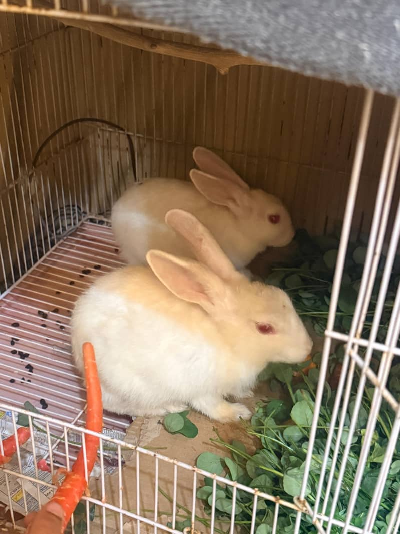 Rabbits/Red eye Rabbits

                                                            alt=