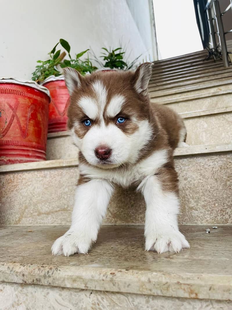 Siberian husky

                                                            alt=