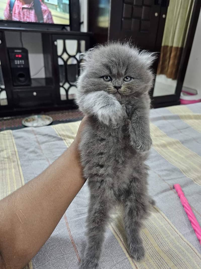 Pure Persian Cats|Punch Face | Doll Face | Healthy & Active | For Sale

                                                            alt=