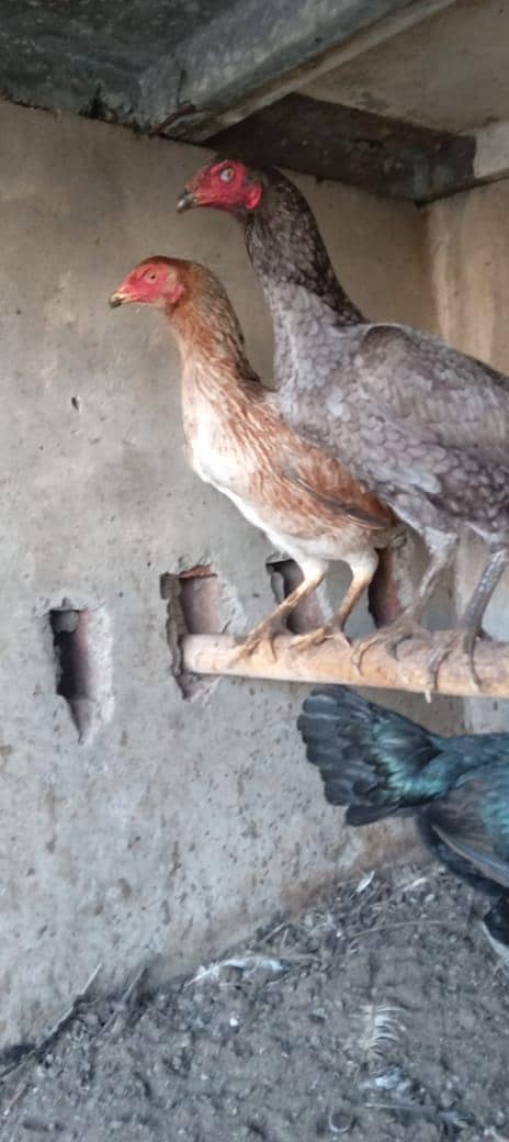 Pure burmi / Imported Burmi / male / female /aseel / Thai

                                                            alt=