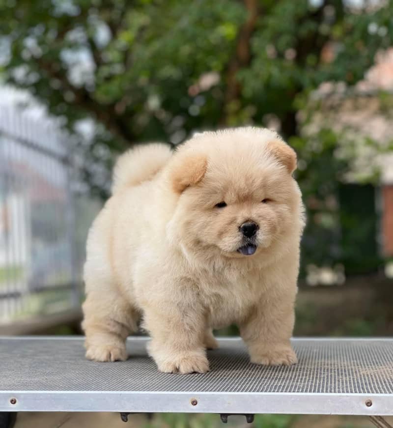 Chow Chow lion head Pomeranian poodle teacup

                                                            alt=