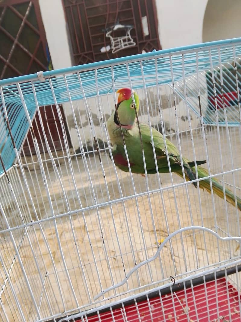 parrot sale

                                                            alt=
