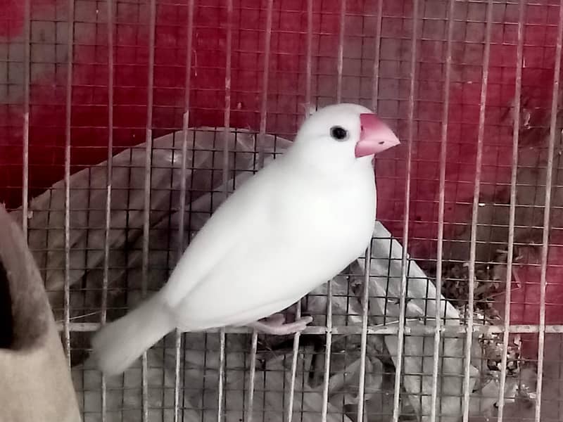 white Java Birds 50 Sy 60 pice Available

                                                            alt=
