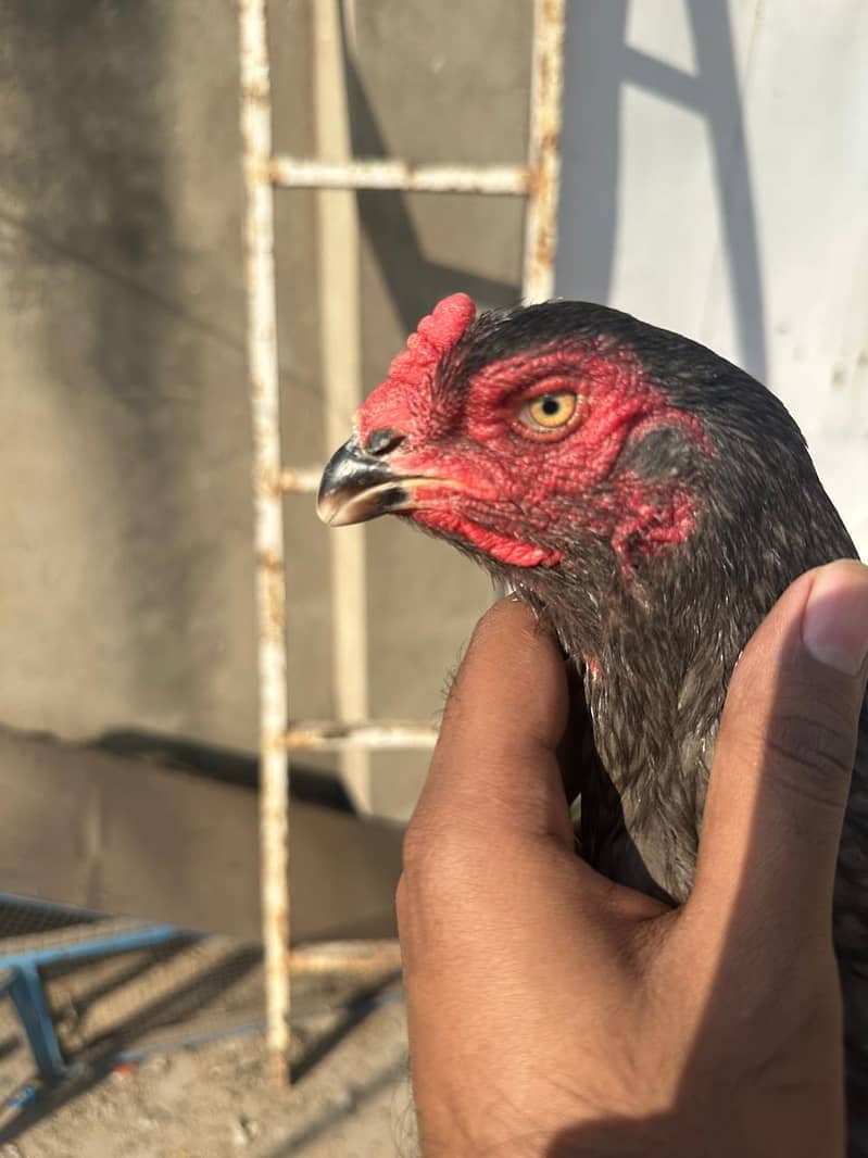 Blue Shamo | Shamoo | Murghi | Aseel | Aseel Blue Shamo | Hen

                                                            alt=