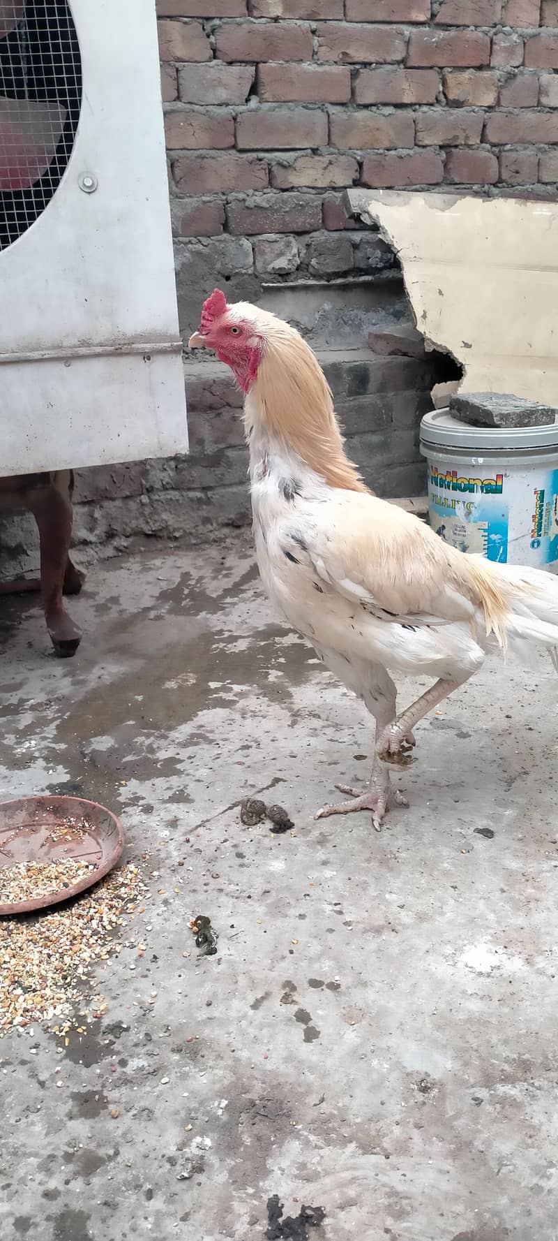 Aseel pair

                                                            alt=