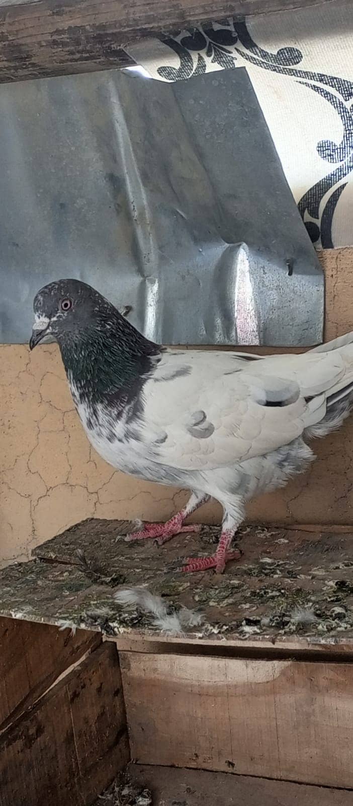 کبوتر | gubara | highfly | pigeons | gubara / highfly pigeons For sale

                                                            alt=