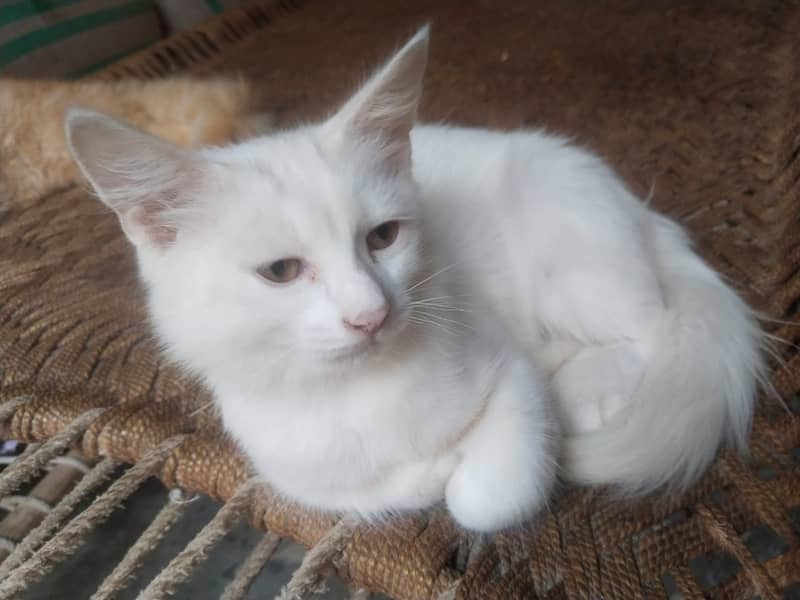 White Color Persian Cat 

                                                            alt=