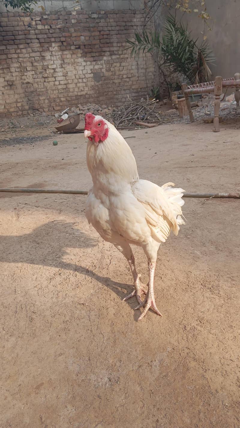 1 heera aseel pair

                                                            alt=