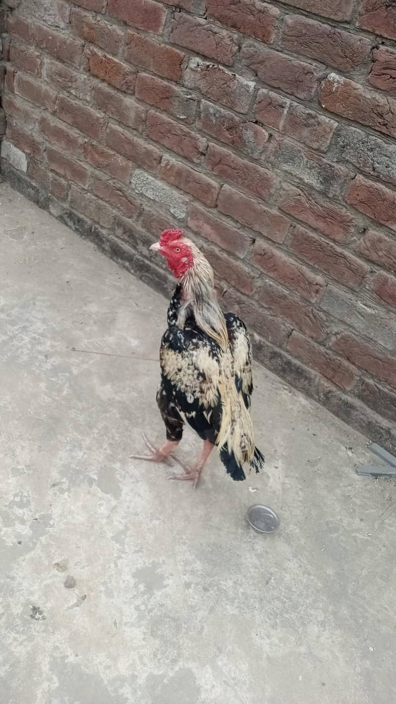 Aseel

                                                            alt=