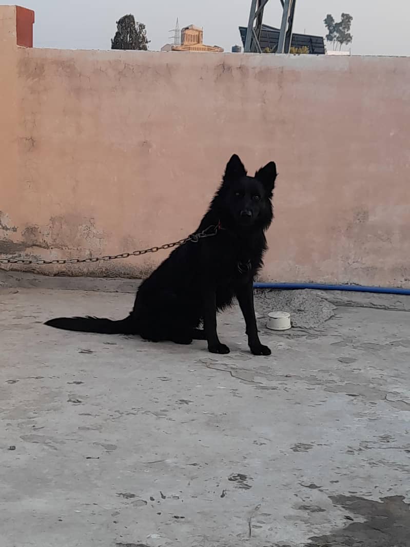 Black German Shepherd male for sale

                                                            alt=