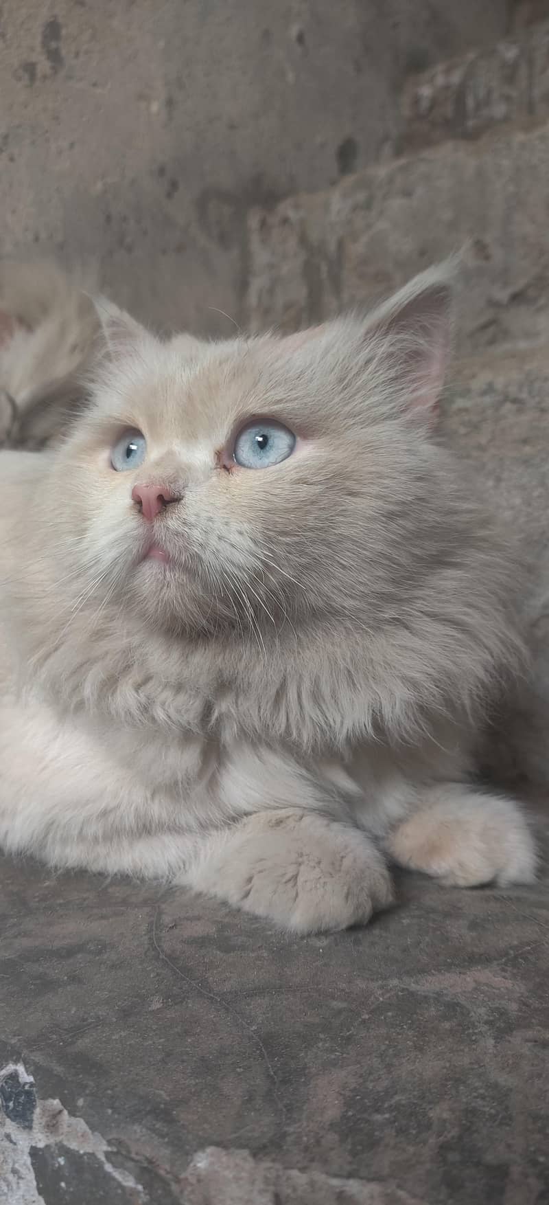 Persian cat for sale

                                                            alt=