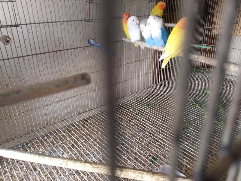 love bird Fisher and personata

                                                            alt=