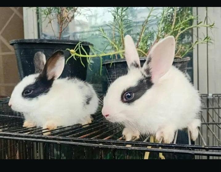 Holland Loop / Angora / Albino / Rabbits / Bunnies / Islamabad

                                                            alt=