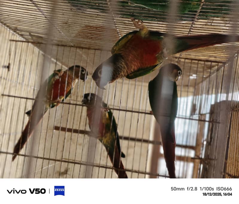 Conure/Ring neck Breeder pairs & Hen / Kabotats

                                                            alt=