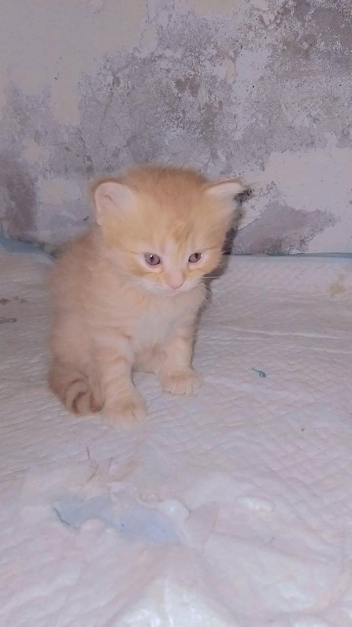 Persian Kitten | triple coat Cat | Female Cat | White | Blue eyes

                                                            alt=