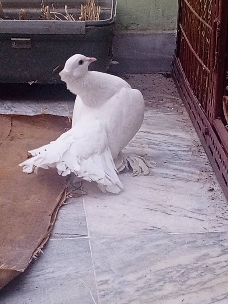 lucky peagons original breed

                                                            alt=