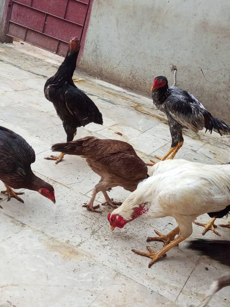 Aseel Murga and Murgi

                                                            alt=