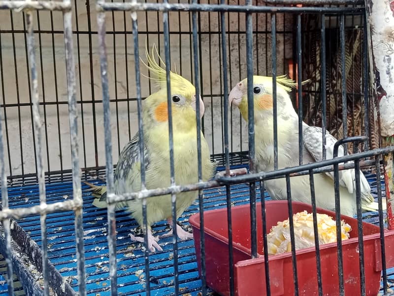 1 pair cocktail parrots for sale

                                                            alt=