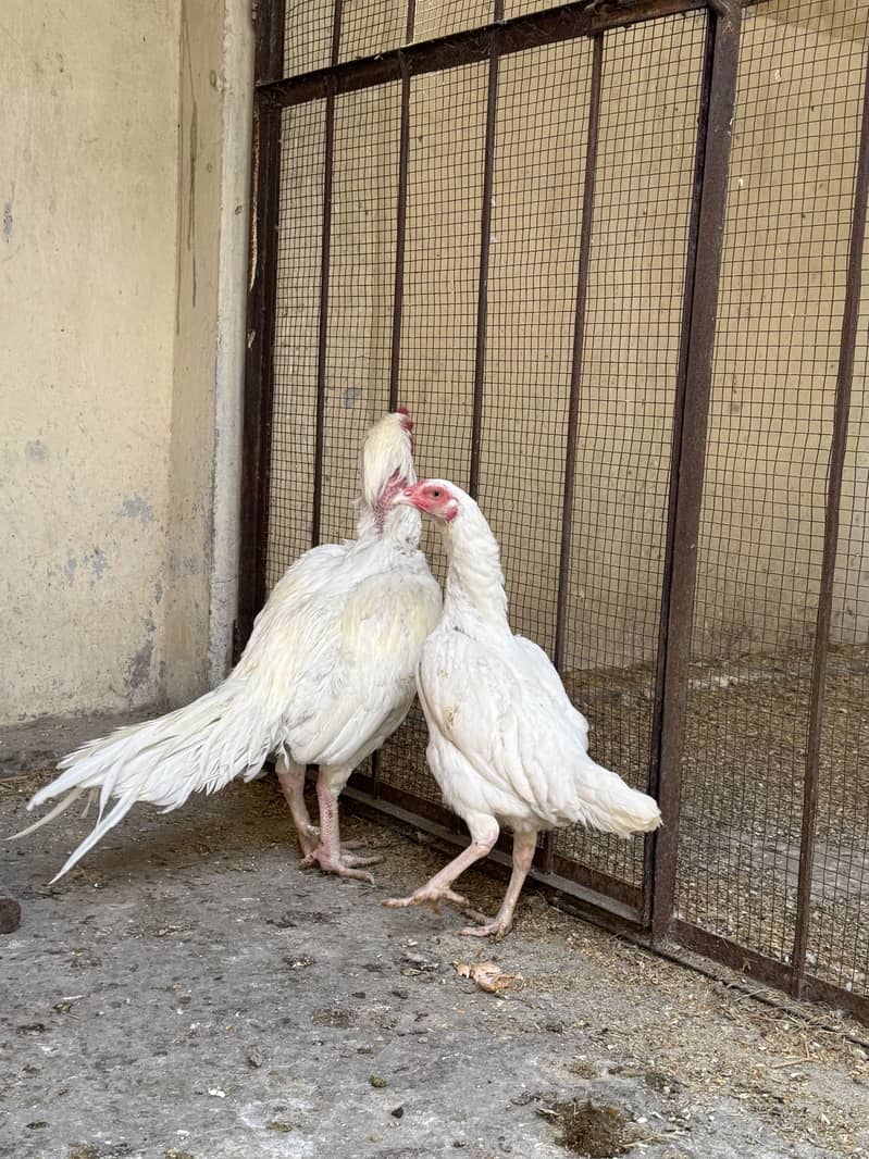 Hera ready to bread

                                                            alt=