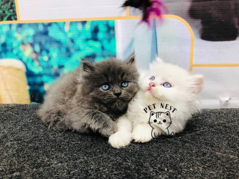 cash on delivery parshion triple cote kitten cat male and female

                                                            alt=