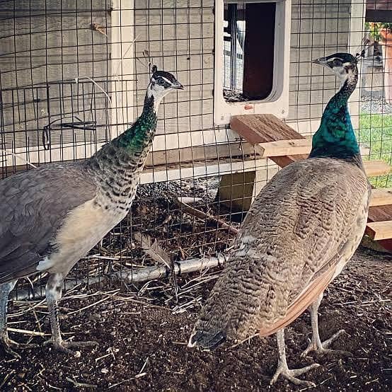 Blue shoulder peacock pair

                                                            alt=
