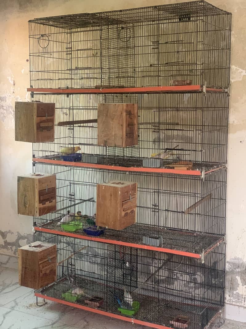 Parrots and cage / punjra all setup for sale

                                                            alt=