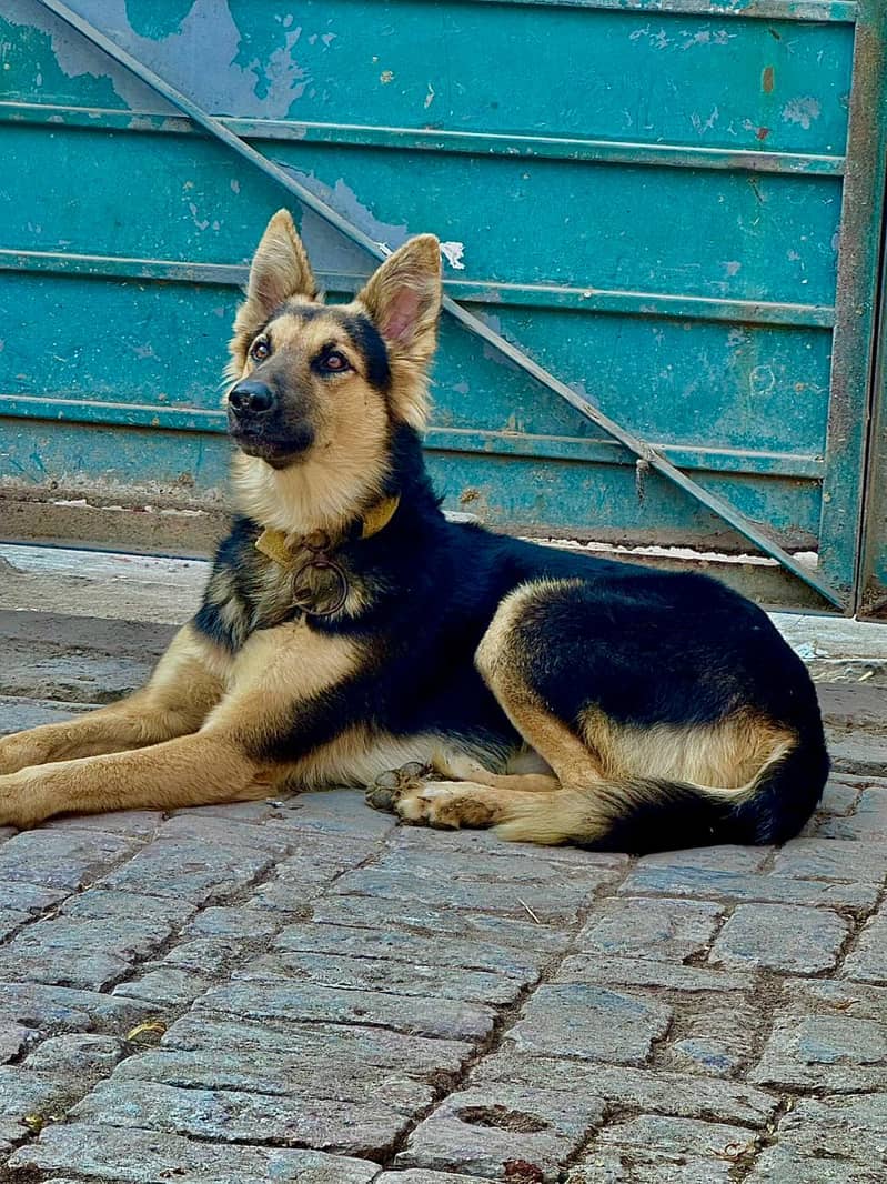 German shepherd puppy | Double coat puppy | GSD | puppy for sale

                                                            alt=