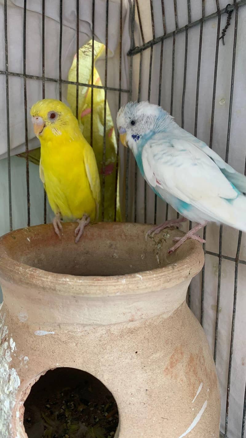 Australian parrots breeder 1 pair for sell active and healthy.

                                                            alt=