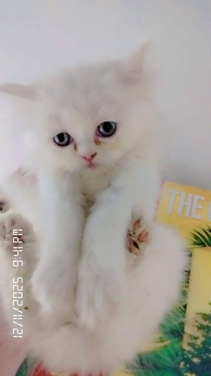 Persian Cat | kittens | Male | Female | High Quality Available

                                                            alt=