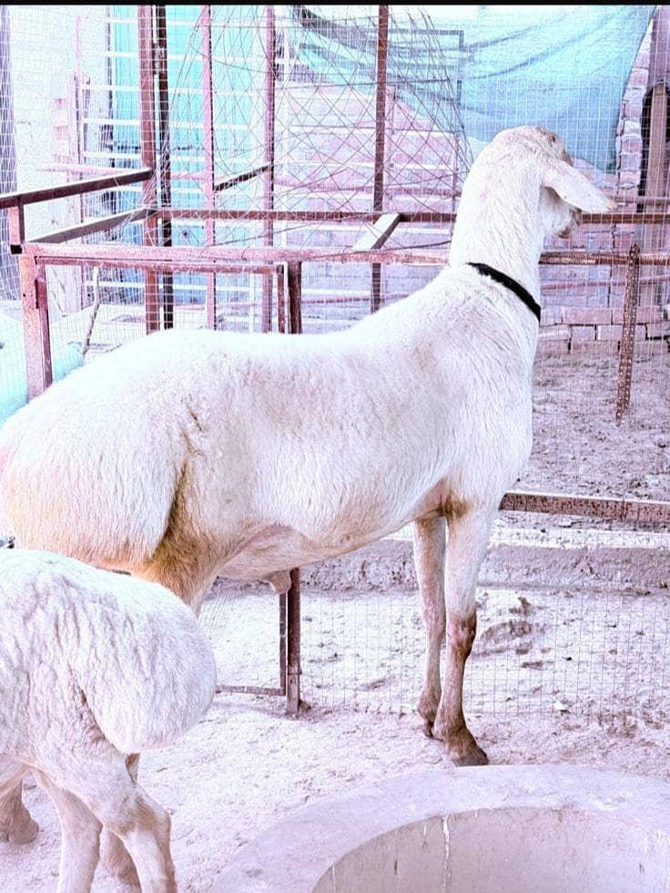 vip quality dumba fresh 2 dNt

                                                            alt=