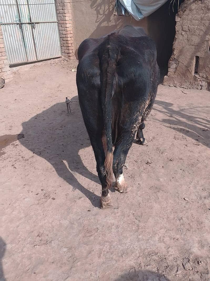 cow for sale

                                                            alt=