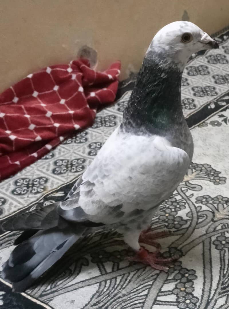 grezer pigeon

                                                            alt=