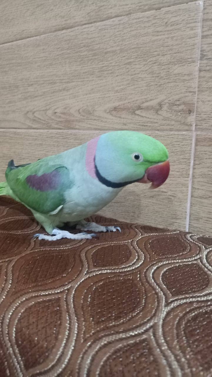 Alexandrine parakeet (mittu) for sale

                                                            alt=