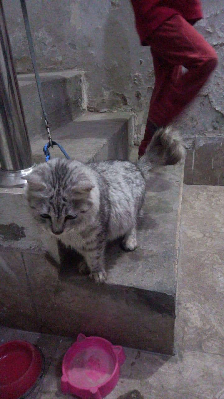 female cat

                                                            alt=