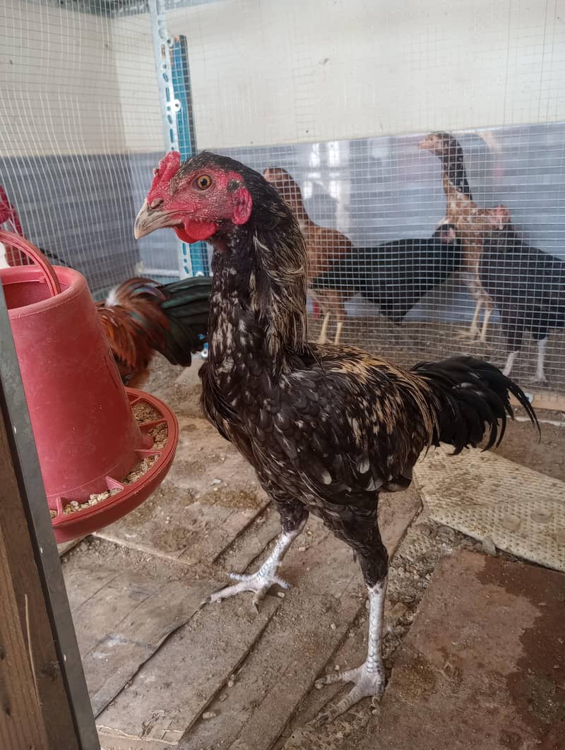 Young jawa patha for sale healthy and active ready to breed .

                                                            alt=