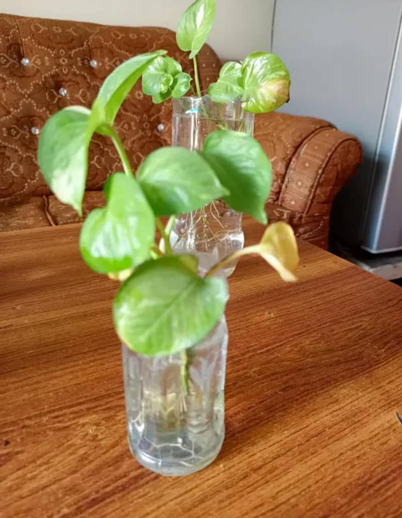 Money plant Original

                                                            alt=