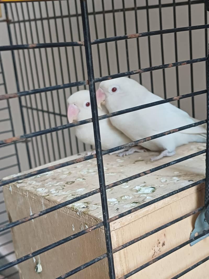 lovebirds

                                                            alt=