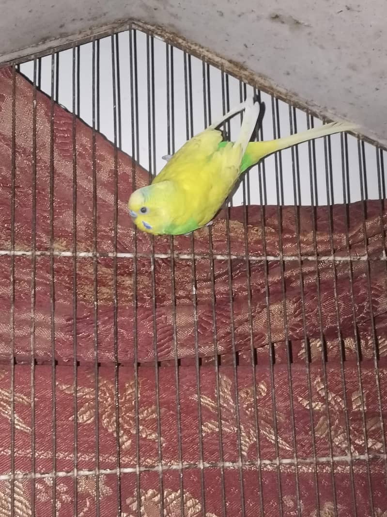 Dove (khumray) and Australian parrot for sale

                                                            alt=