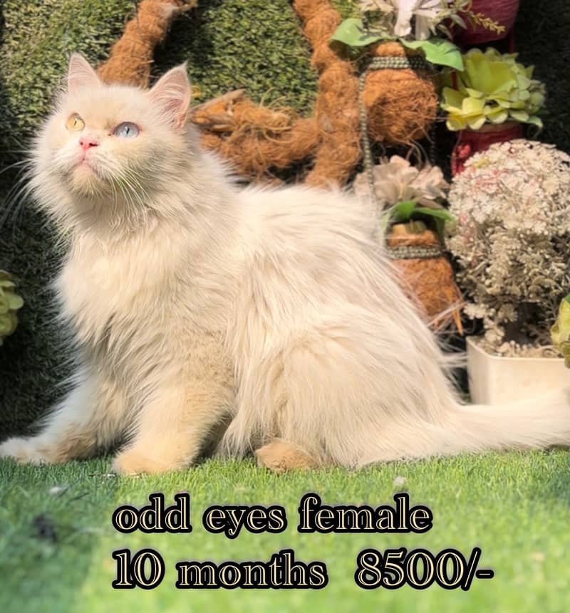 persian beatiful cats male and females

                                                            alt=