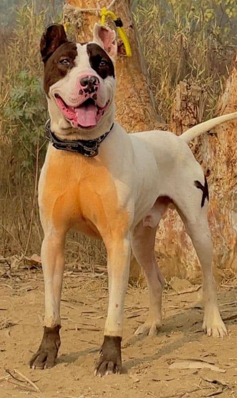 kohati gultair male dog for sale

                                                            alt=