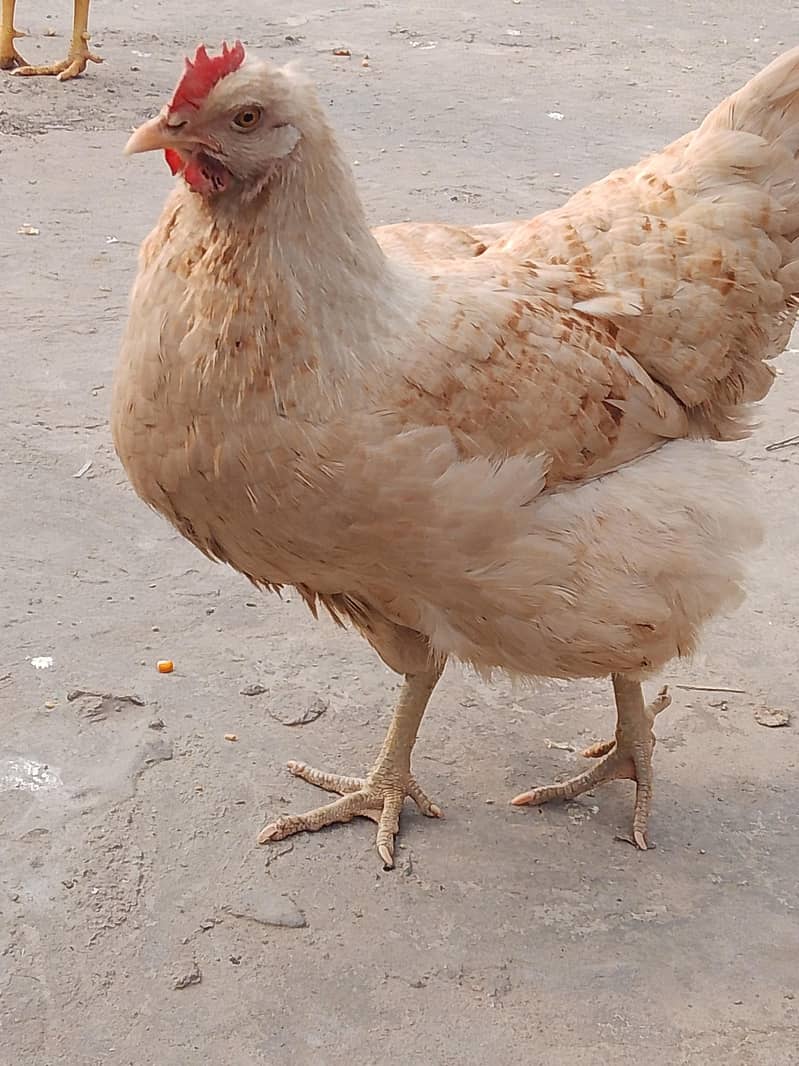 dasi pair

                                                            alt=