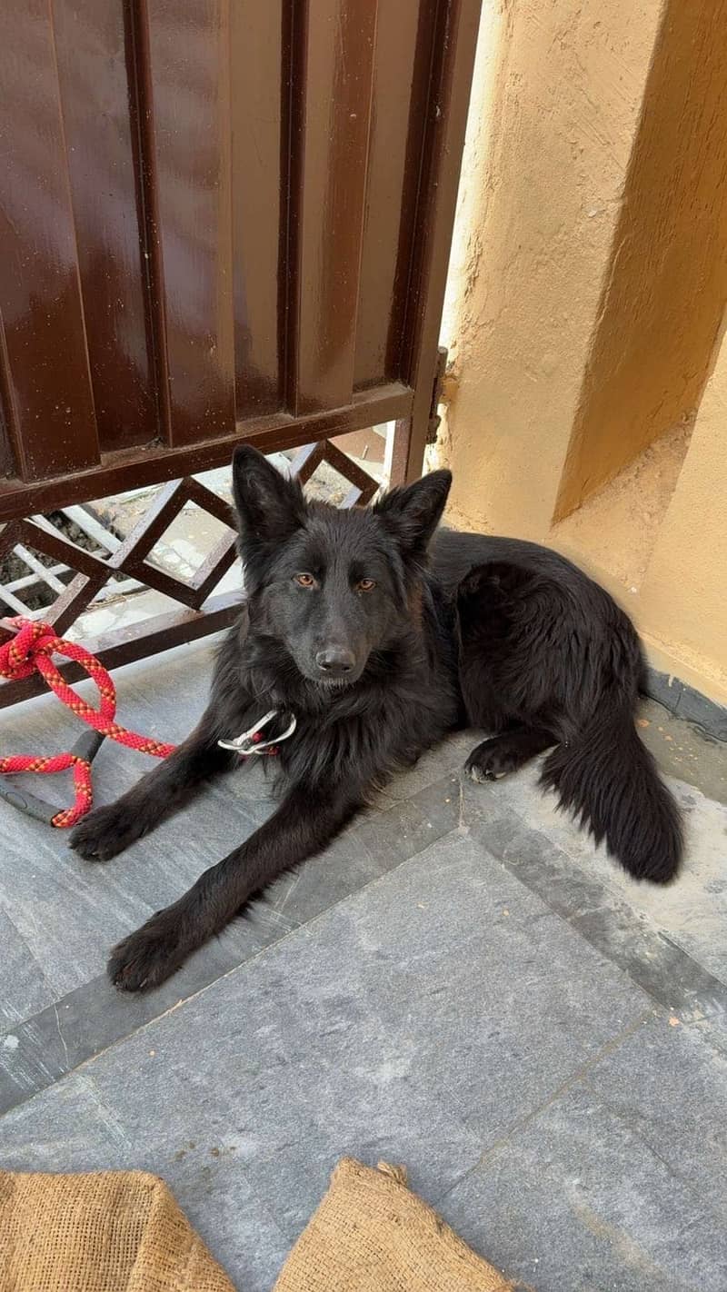 Belgian Shepherd Female - Army dog center pedigree

                                                            alt=